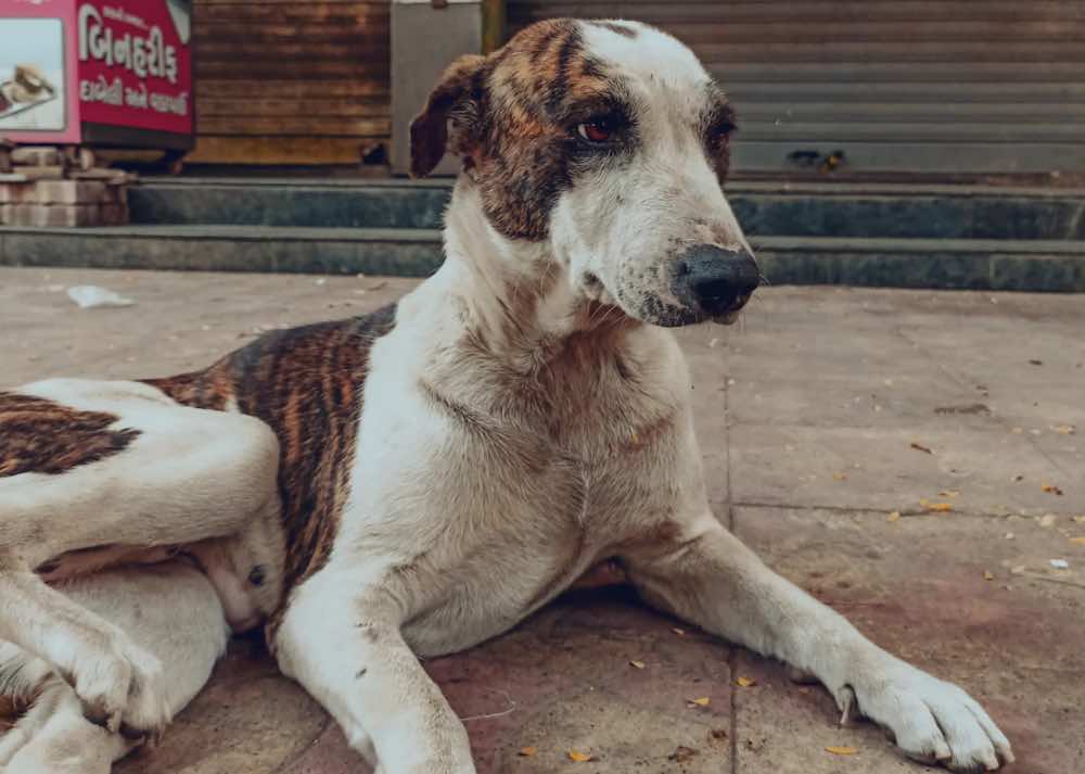 Stray Dogs' Sterilization And Immunization In Delhi