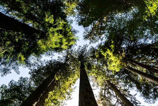 Why Do We Need Legislation on Biodiversity?